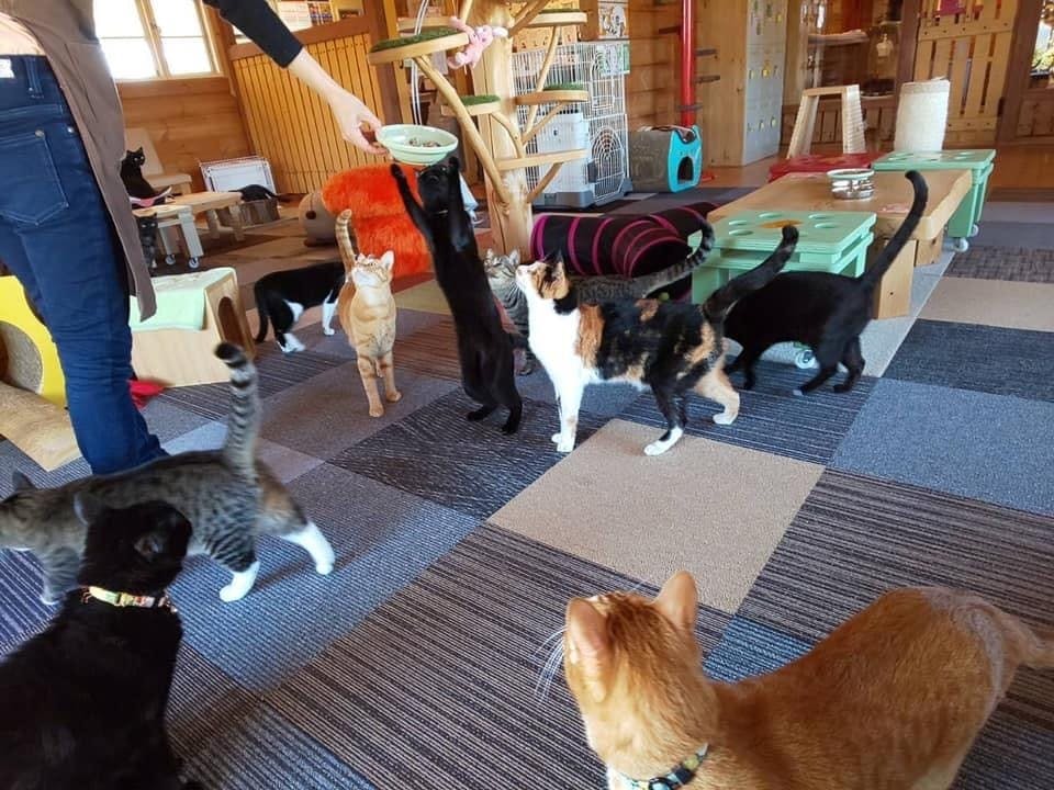 コロナウイルスの影響で売り上げ激減 ねこ達を助けてください Campfire キャンプファイヤー コロナウイルスの影響で売り上げ激減 ねこ達を助けてください Campfire キャンプファイヤー