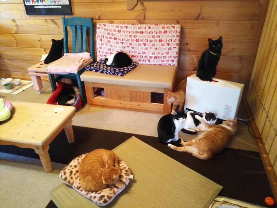 コロナウイルスの影響で売り上げ激減 ねこ達を助けてください Campfire キャンプファイヤー コロナウイルスの影響で売り上げ激減 ねこ達を助けてください Campfire キャンプファイヤー