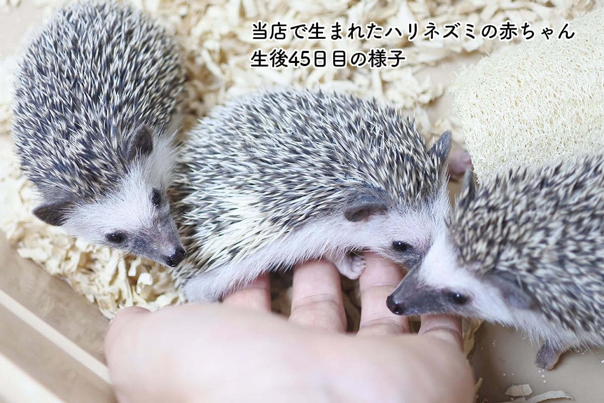 ハリネズミバー ハリんちで生まれた赤ちゃん、生後45日目