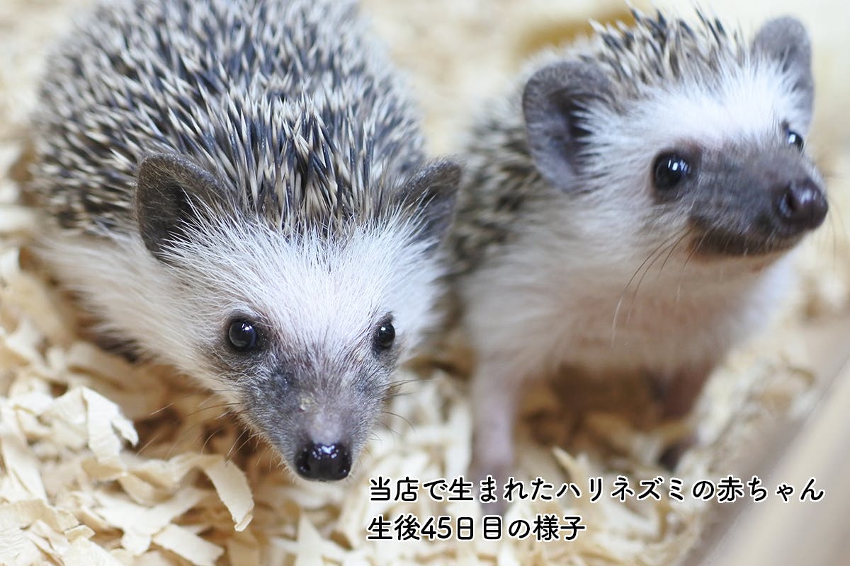 ハリネズミバー ハリんちで生まれた赤ちゃん、生後45日目近景