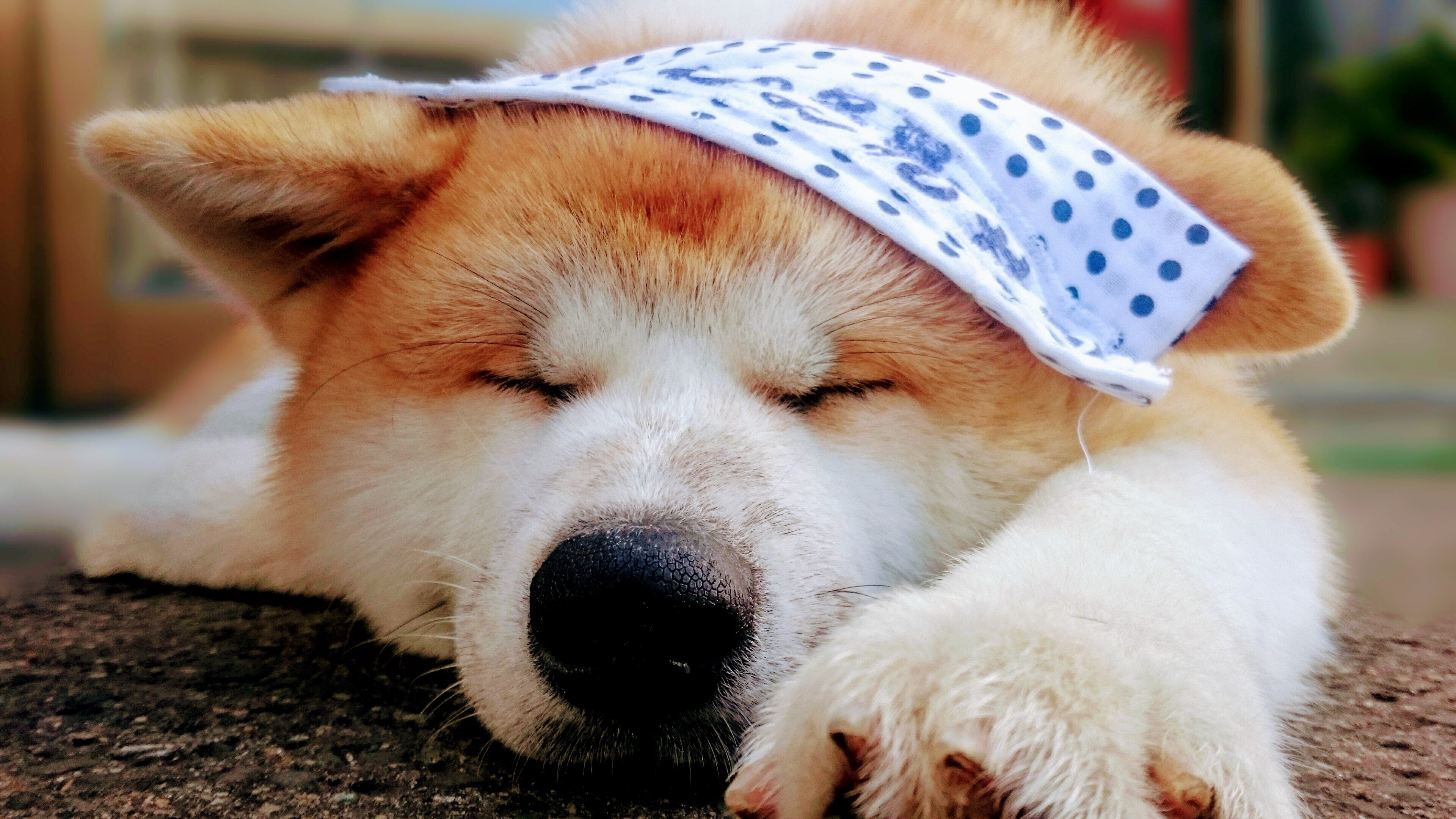 コロナなんかで廃業したくない 秋田犬に会える温泉旅館を未来につなぐプロジェクト Campfire キャンプファイヤー