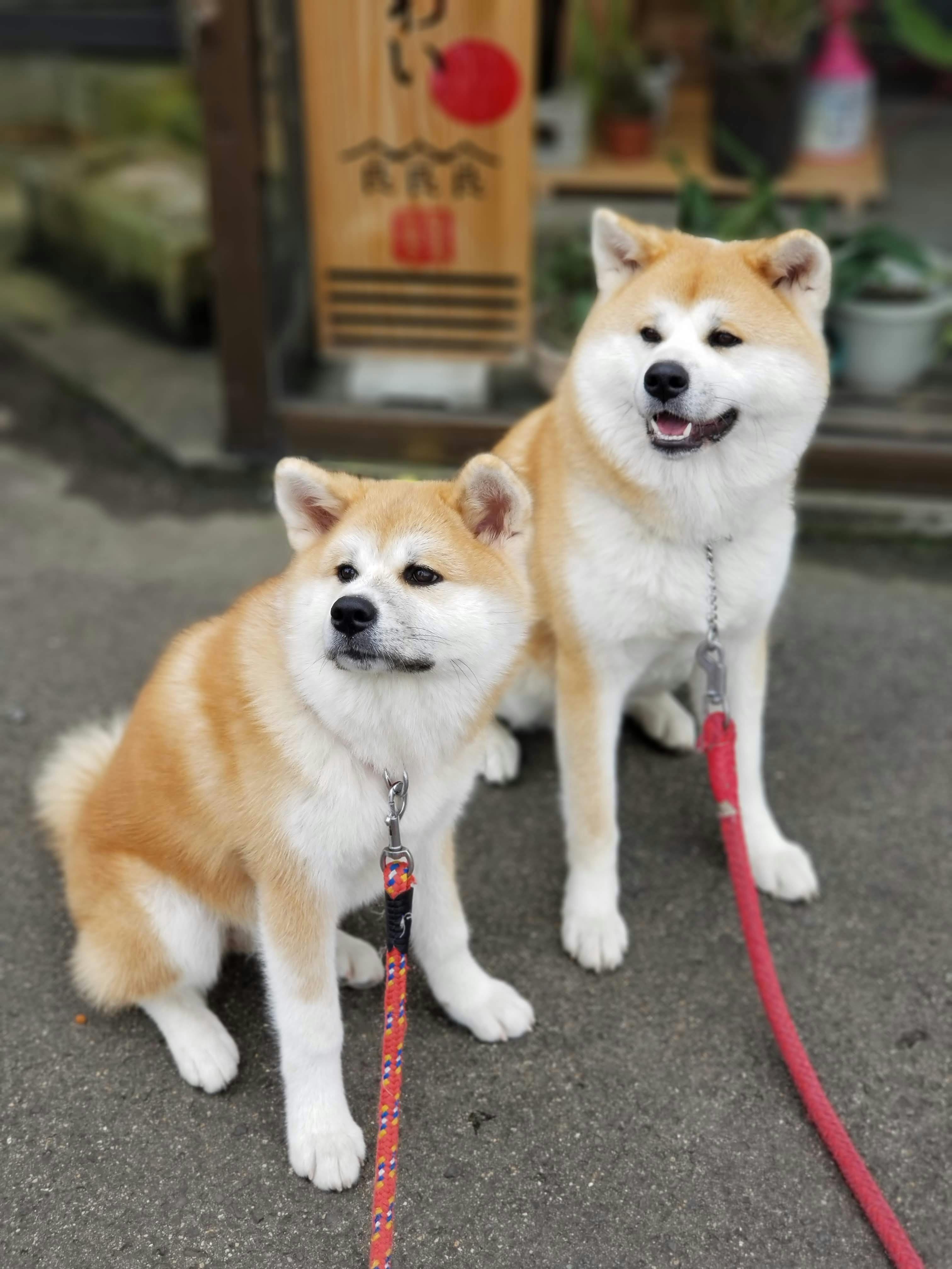 コロナなんかで廃業したくない！秋田犬に会える温泉旅館を未来につなぐ