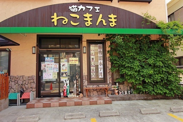 コロナに負けない 猫カフェの存続のためのご支援のお願いです Campfire キャンプファイヤー