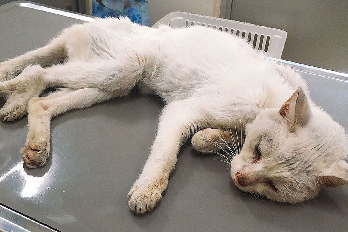 過酷な環境下で暮らしている野良猫たちを助けたい CAMPFIREコミュニティ
