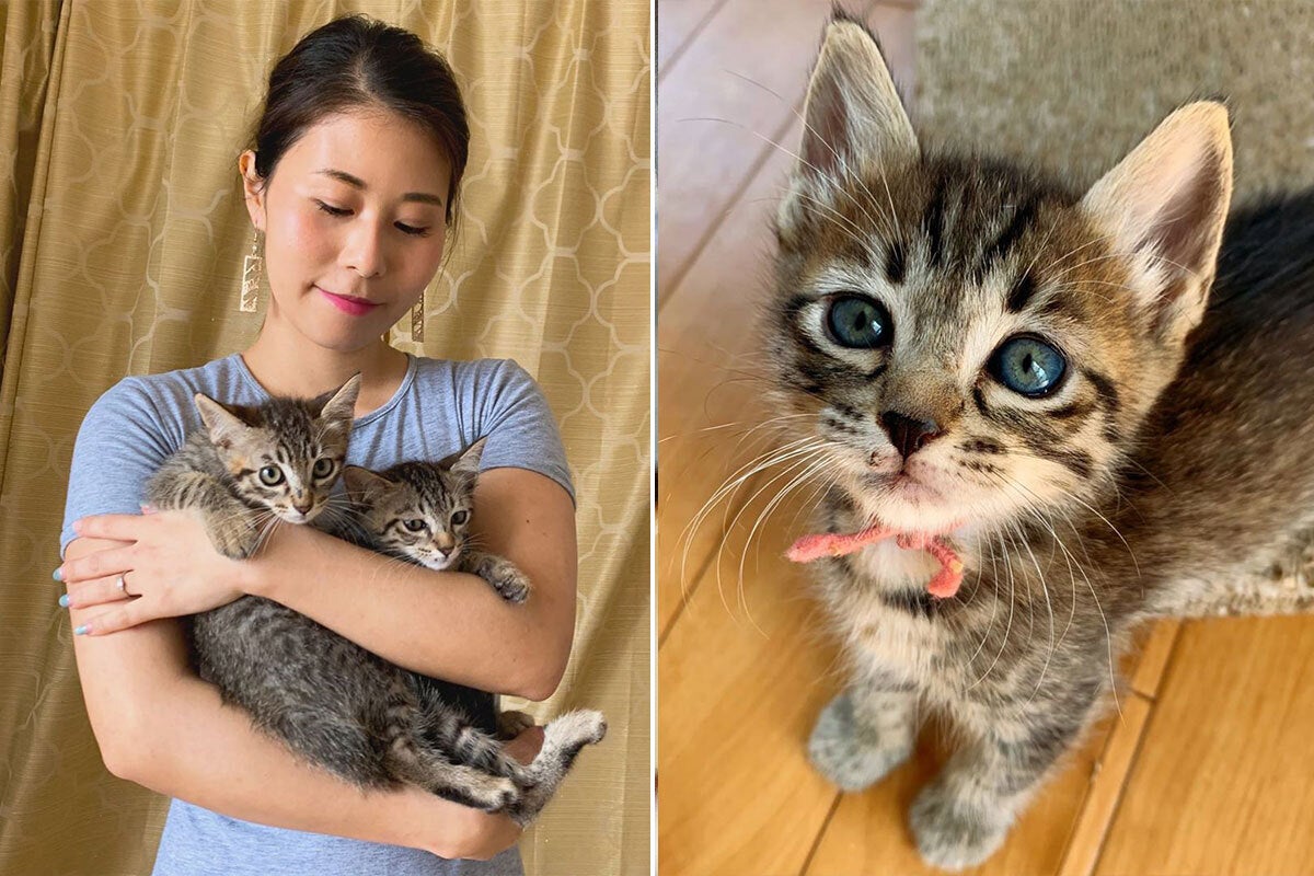 過酷な環境下で暮らしている野良猫たちを助けたい CAMPFIREコミュニティ