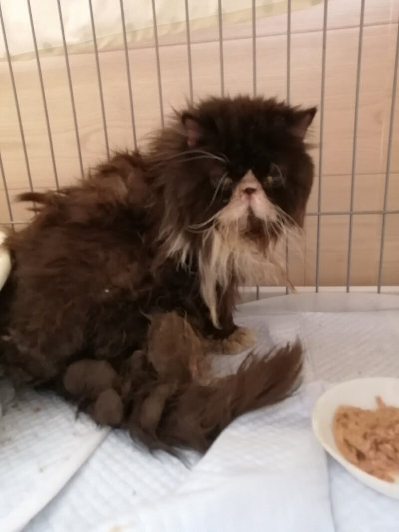 純血種 7匹の猫が投棄されました 治療や手術代のご支援をご協力お願いします Campfire キャンプファイヤー 純血種 7匹の猫が投棄されました 治療や手術代のご支援をご協力お願いします Campfire キャンプファイヤー