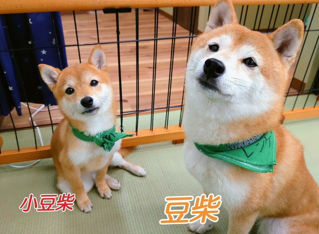 世界最小の柴犬 小豆柴たちにご協力お願いします Campfire キャンプファイヤー 世界最小の柴犬 小豆柴たちにご協力お願いします Campfire キャンプファイヤー