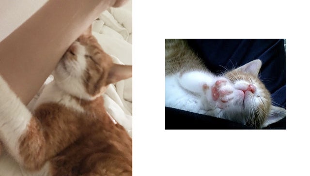 お願いします］小茶猫（こちゃねこ）を助けたいです。お力を貸して 