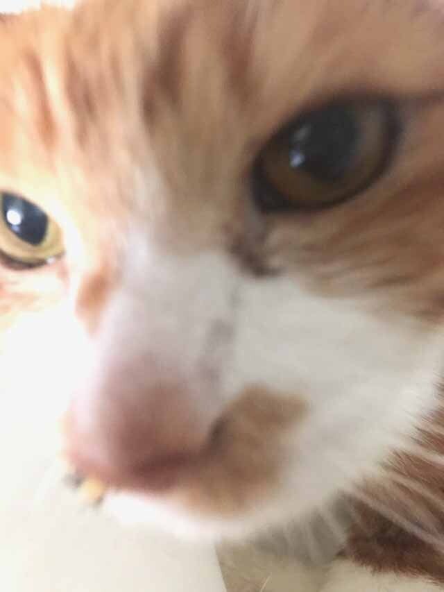 お願いします］小茶猫（こちゃねこ）を助けたいです。お力を貸して 