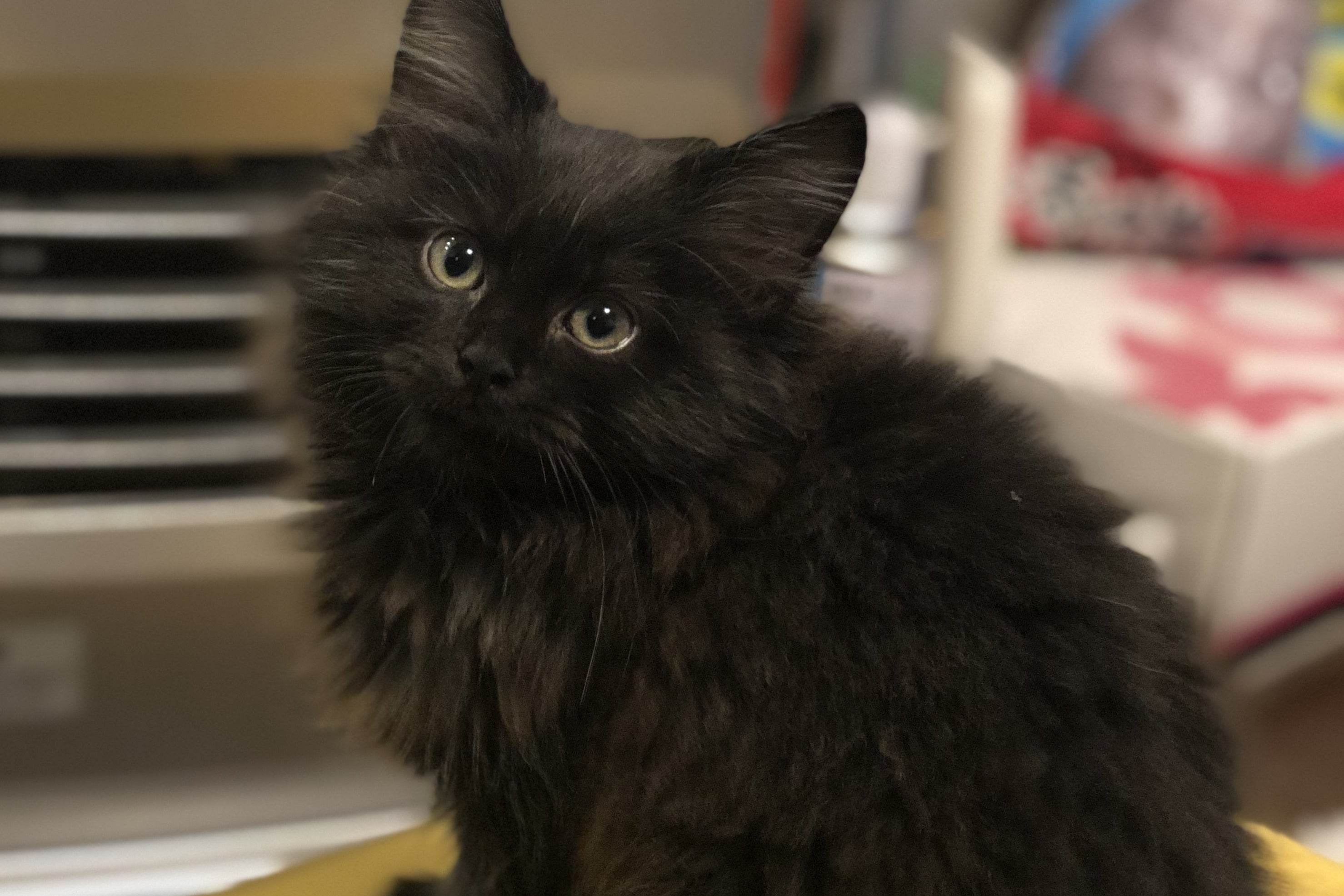 絶対に諦めたくない 致死率９９ の猫伝染性腹膜炎 Fip から救いたい Campfire キャンプファイヤー