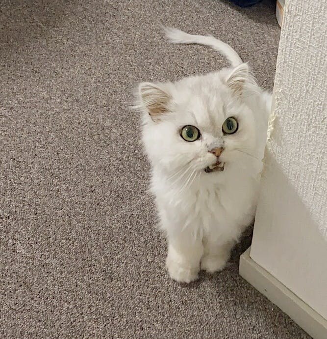 治療費のお願い 大切な家族 ミルク 猫伝染性腹膜炎 Fipから救いたい Campfire キャンプファイヤー 治療費のお願い 大切な家族 ミルク 猫伝染性腹膜炎 Fipから救いたい Campfire キャンプファイヤー