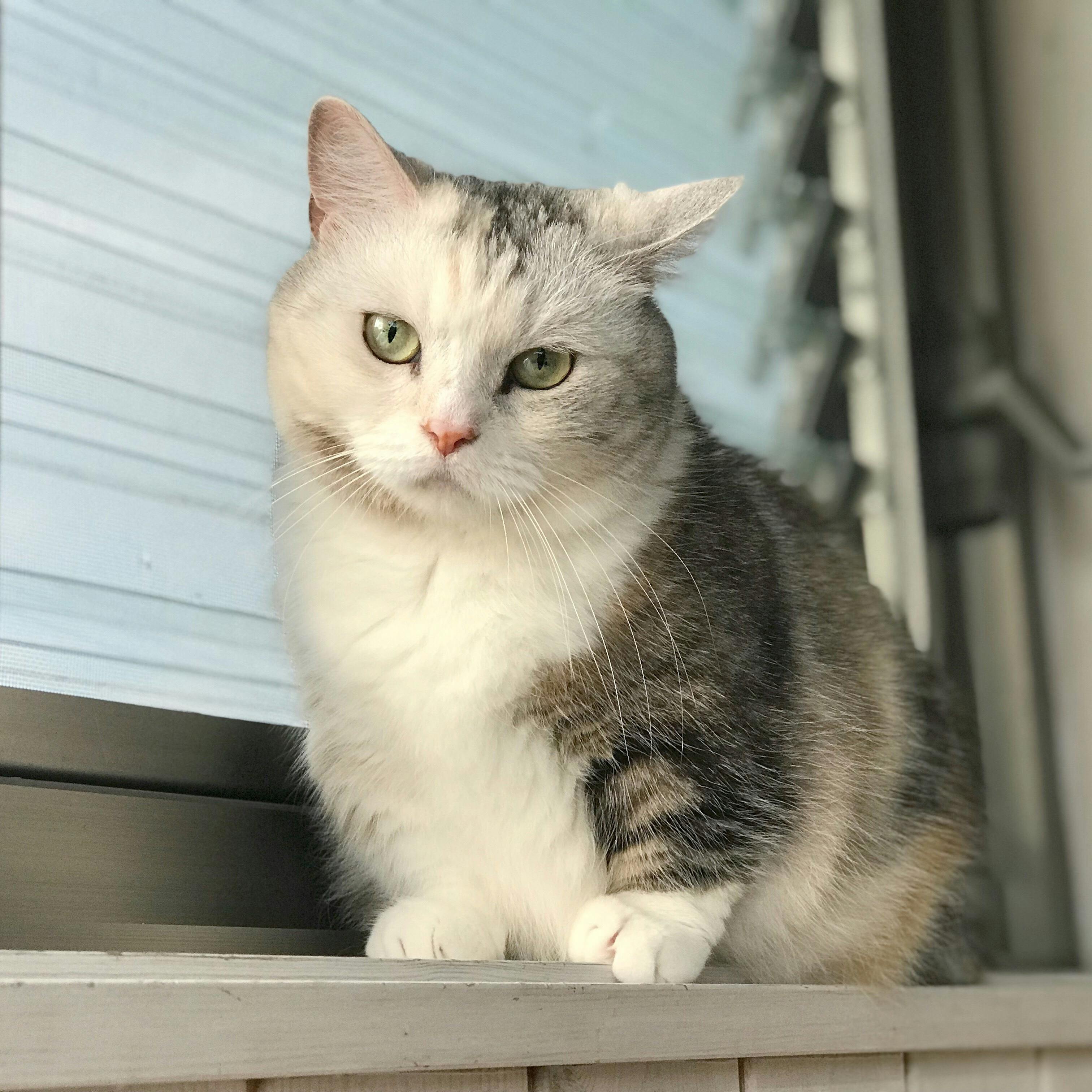 猫カフェ猫と木 継続支援のお願い Campfire キャンプファイヤー