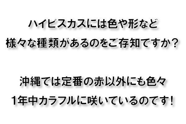 ハイビスカスには色や形など様々な種類があるのをご存知ですか?沖縄では定番の赤以外にも色々1年中カラフルに咲いているのです!