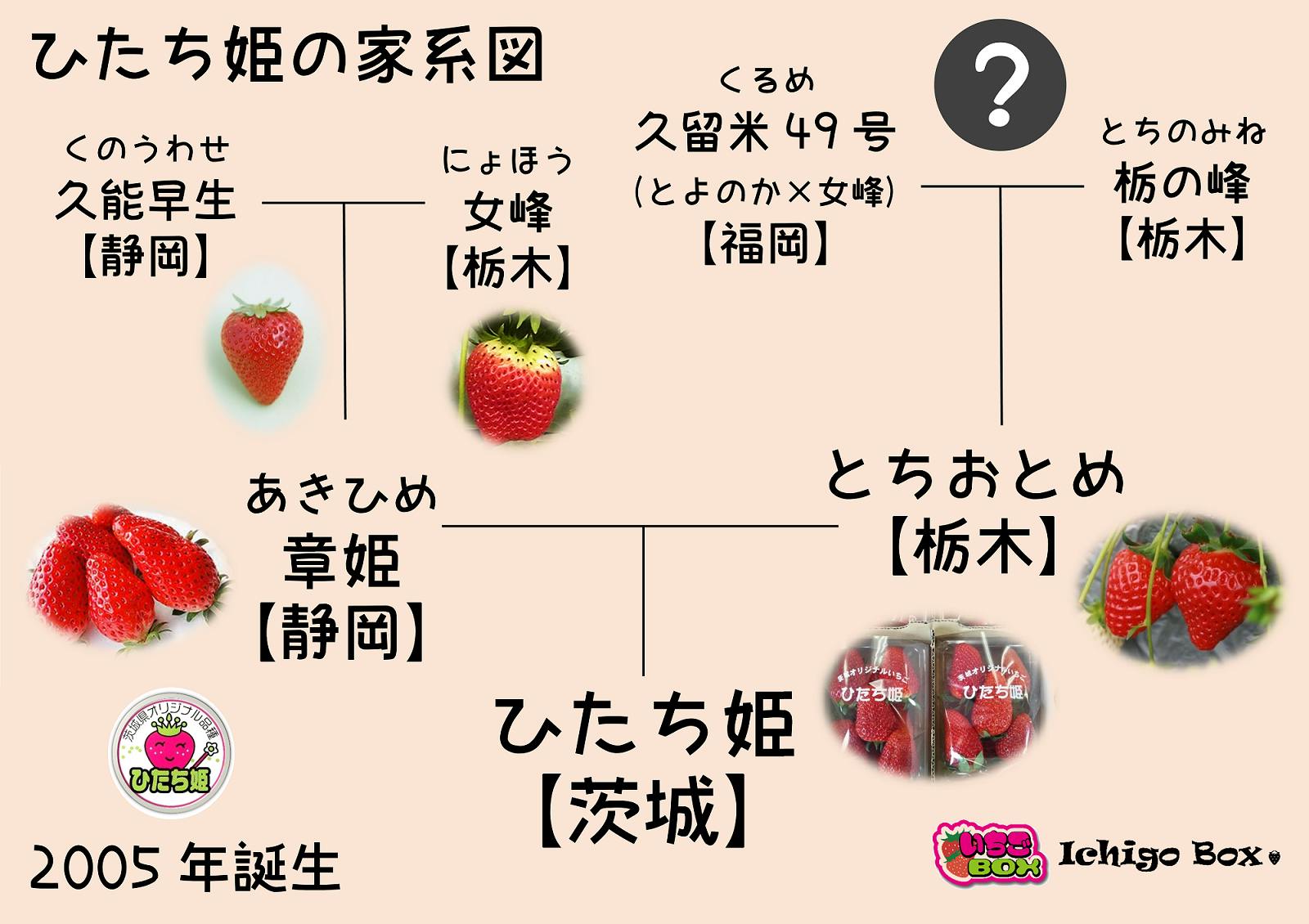 コロナでイベントが全て中止 茨城のいちご ひたち姫 を助けて Campfire キャンプファイヤー コロナでイベントが全て中止 茨城のいちご ひたち姫 を助けて Campfire キャンプファイヤー