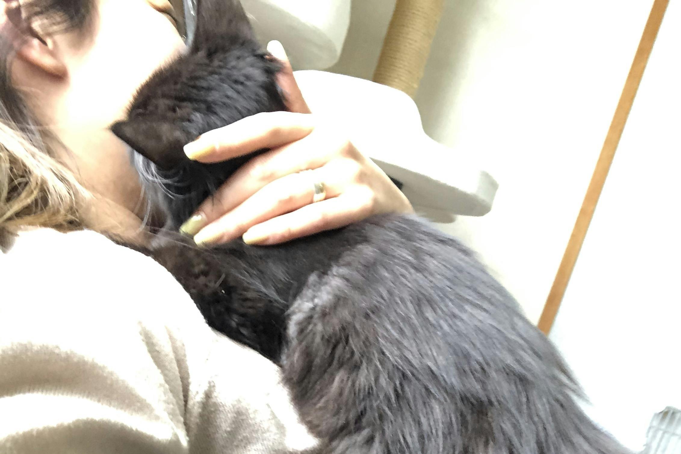 絶対に諦めたくない】致死率９９%の猫伝染性腹膜炎（FIP）から救いたい 