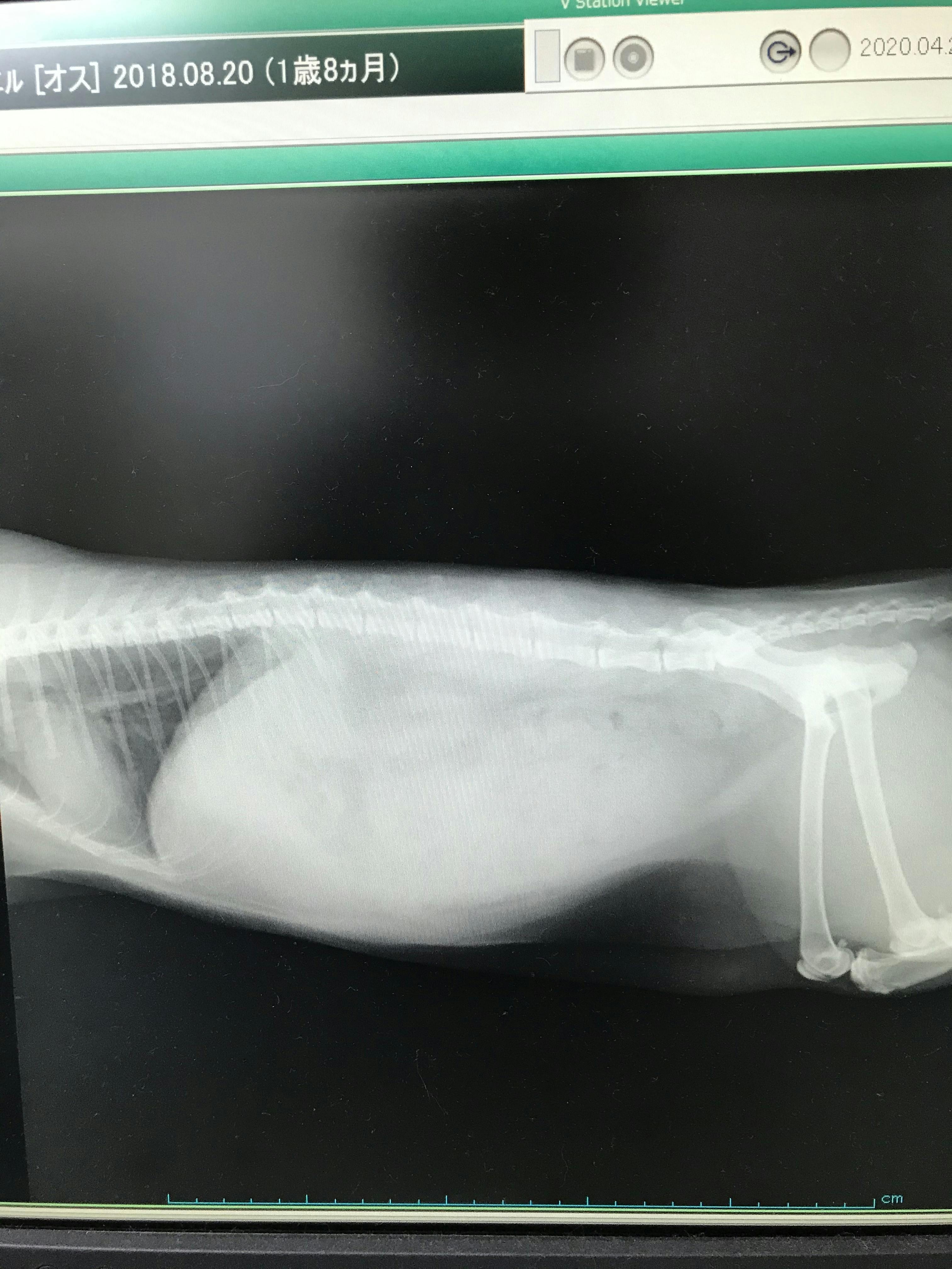 Fip 猫伝染性腹膜炎 治療費ご支援をお願い致します Campfire キャンプファイヤー