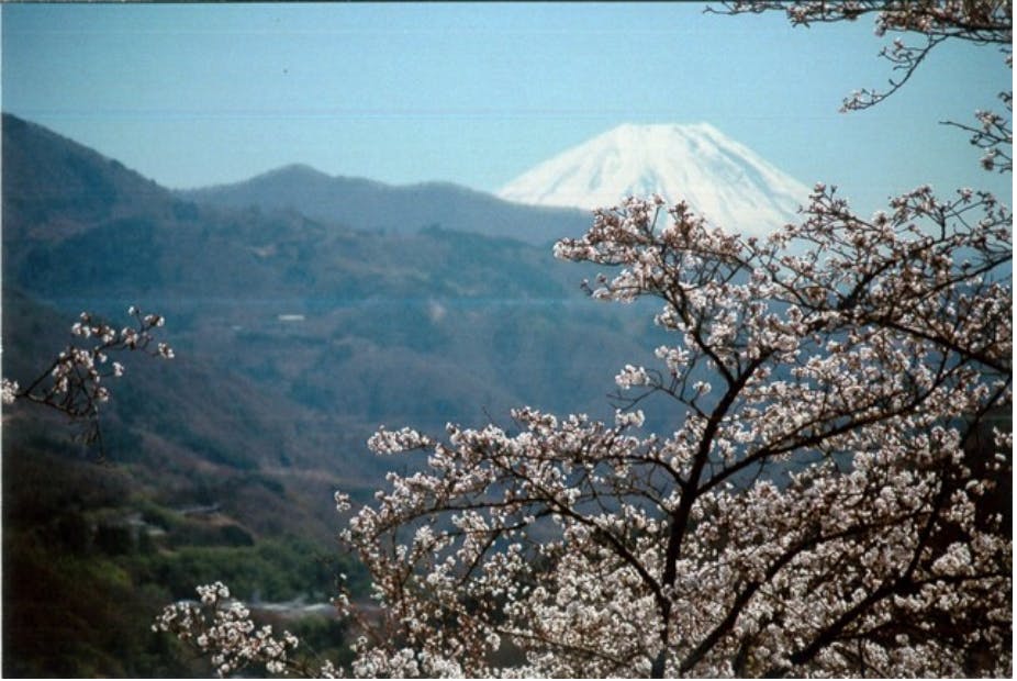 桜の名所百選 満開の桜オーナーになって花見をしよう Campfire キャンプファイヤー