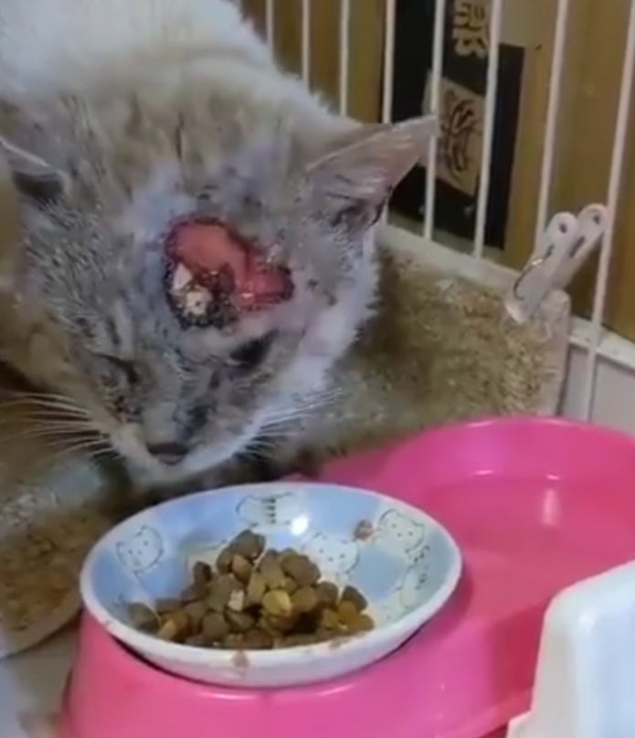 怪我をした野良猫青ちゃんの治療費と今後の活動のご支援お願いします