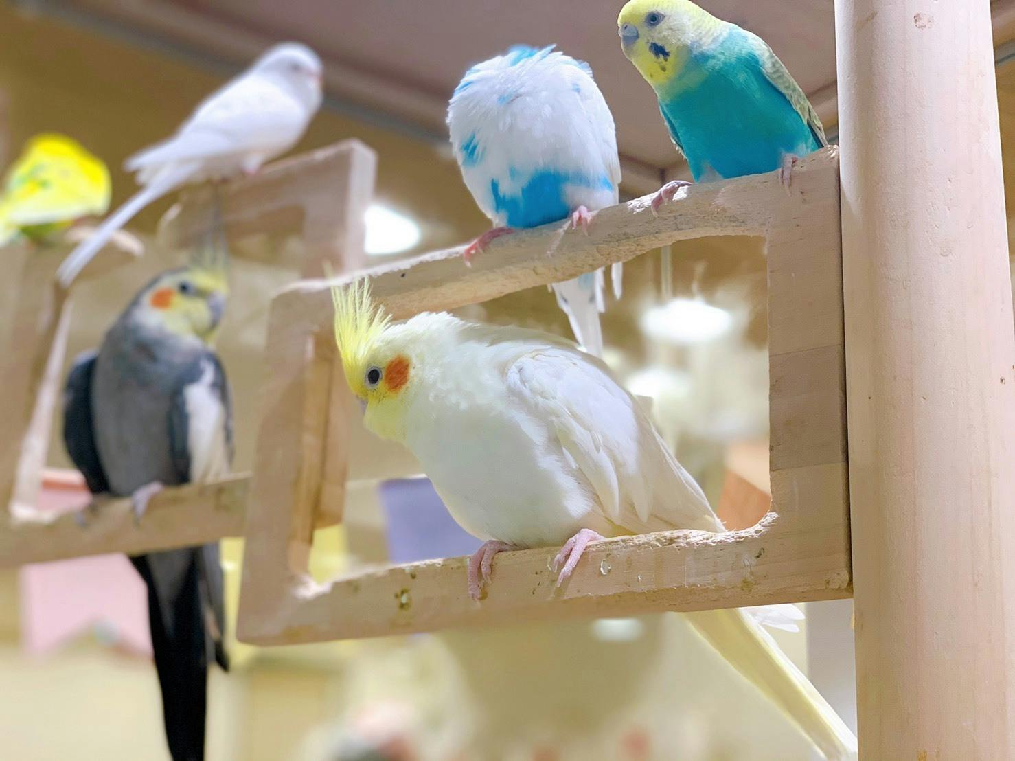 鳥 小動物 糞餌飛び散り防止カバーエサ飛び散り防止ネットインコ