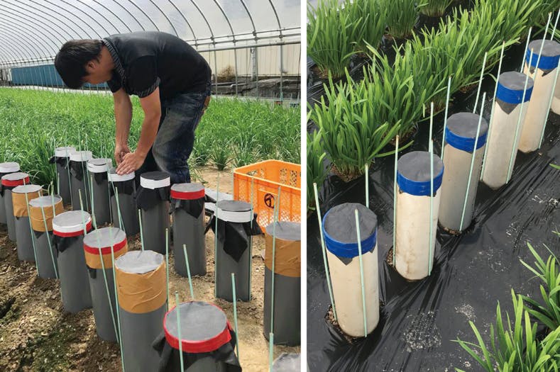 日本初の産金の地 涌谷町で黄金に輝く 金にら を作りたい Campfire キャンプファイヤー 日本初の産金の地 涌谷町で黄金に輝く 金にら を作りたい Campfire キャンプファイヤー