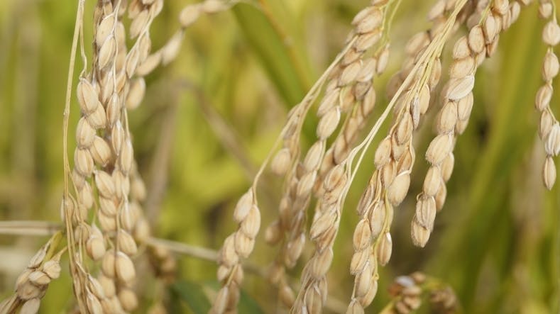 米袋 ラミ 収穫・ひのひかり 10kg用×500枚 - 3