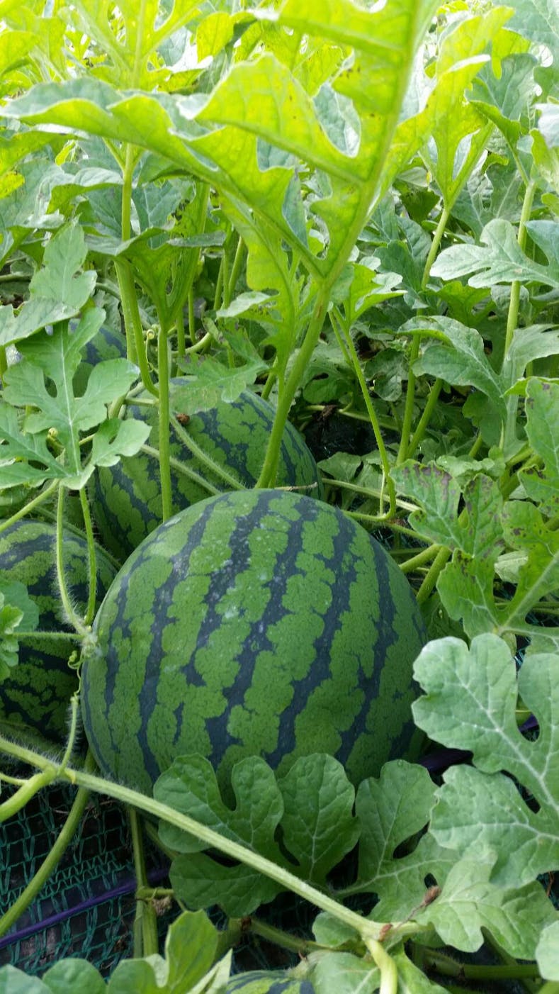 三浦 農家 春キャベツの苗 キャベツ 苗 - 野菜