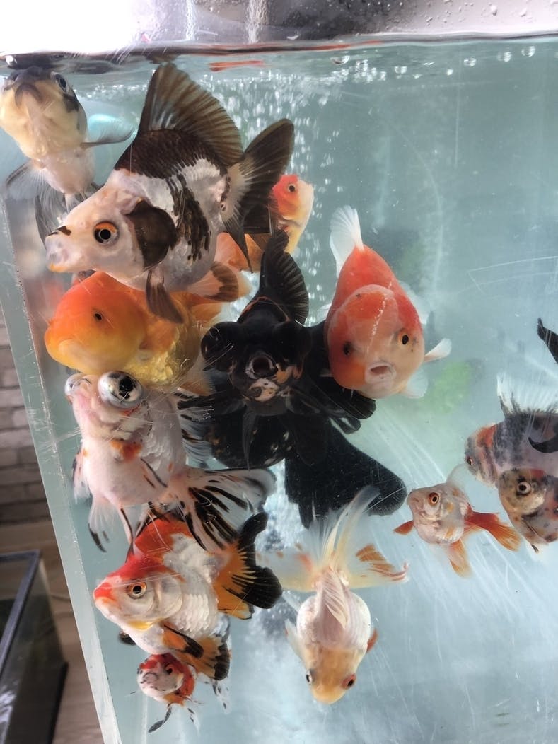 埼玉初 プレミアム金魚すくいが楽しめる金魚専門店をオープン Campfire キャンプファイヤー 埼玉初 プレミアム金魚すくいが楽しめる金魚専門店をオープン Campfire キャンプファイヤー