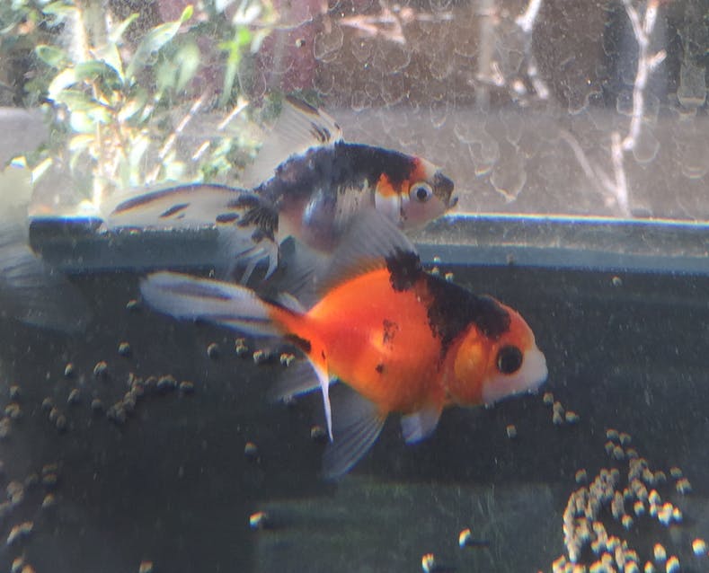埼玉初 プレミアム金魚すくいが楽しめる金魚専門店をオープン Campfire キャンプファイヤー 埼玉初 プレミアム金魚すくいが楽しめる金魚専門店をオープン Campfire キャンプファイヤー
