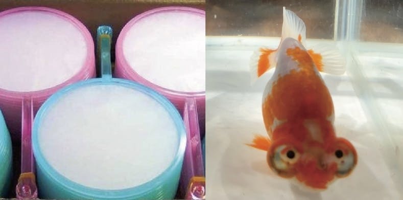 埼玉初 プレミアム金魚すくいが楽しめる金魚専門店をオープン Campfire キャンプファイヤー 埼玉初 プレミアム金魚すくいが楽しめる金魚専門店をオープン Campfire キャンプファイヤー