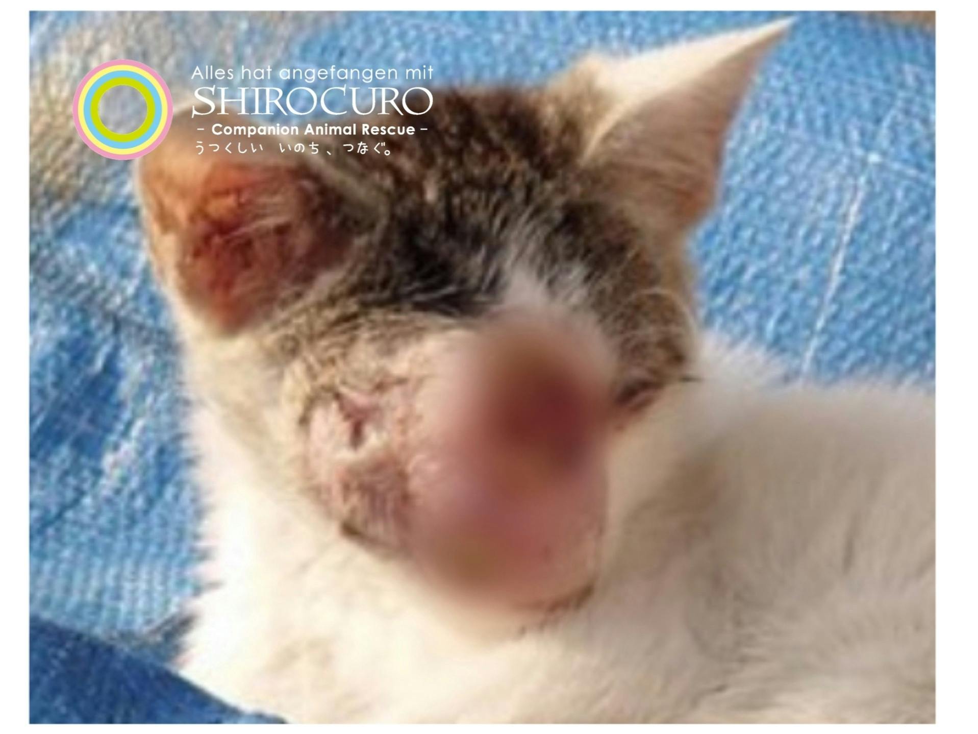 手術 治療費のお願い 長生きできないかも と言われたこの子を救いたい Campfire キャンプファイヤー