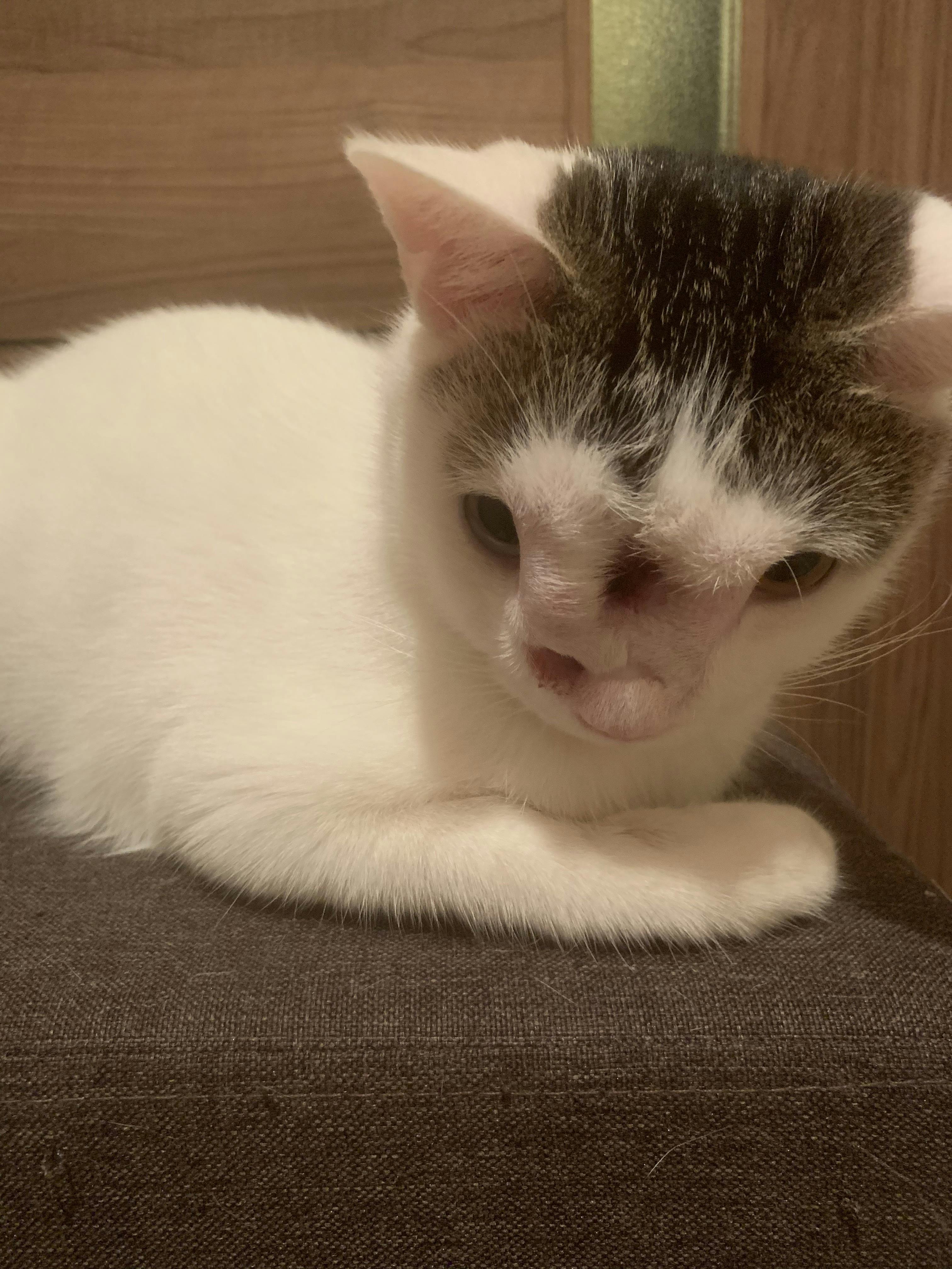 手術 治療費のお願い 長生きできないかも と言われたこの子を救いたい Campfire キャンプファイヤー 手術 治療費のお願い 長生きできないかも と言われたこの子を救いたい Campfire キャンプファイヤー