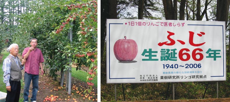 200年前のりんごってどんな味 幻の 彦根りんご 復活プロジェクト Campfire キャンプファイヤー 200年前のりんごってどんな味 幻の 彦根りんご 復活プロジェクト Campfire キャンプファイヤー
