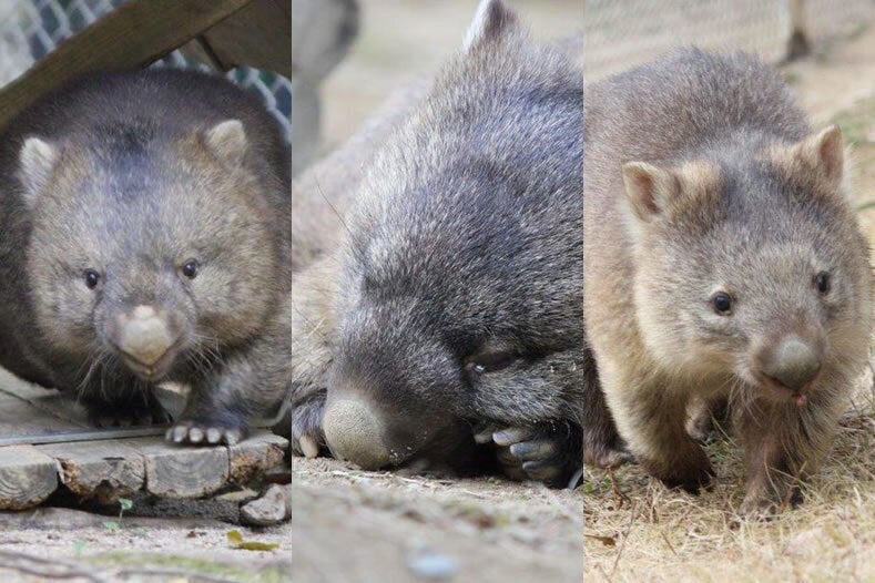 壊れてしまった池田市五月山動物園 ウォンバットてれび を復活させたい Campfire キャンプファイヤー 壊れてしまった池田市五月山動物園 ウォンバットてれび を復活させたい Campfire キャンプファイヤー