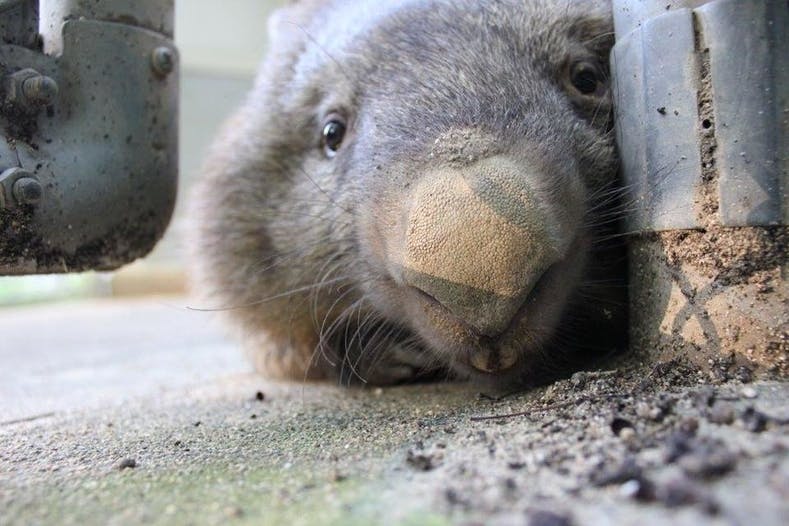 壊れてしまった池田市五月山動物園 ウォンバットてれび を復活させたい Campfire キャンプファイヤー 壊れてしまった池田市五月山動物園 ウォンバットてれび を復活させたい Campfire キャンプファイヤー