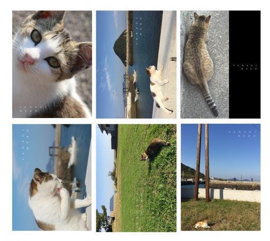 猫の島「さなぎねこ写真集」をつくりたい！！ - CAMPFIRE (キャンプ