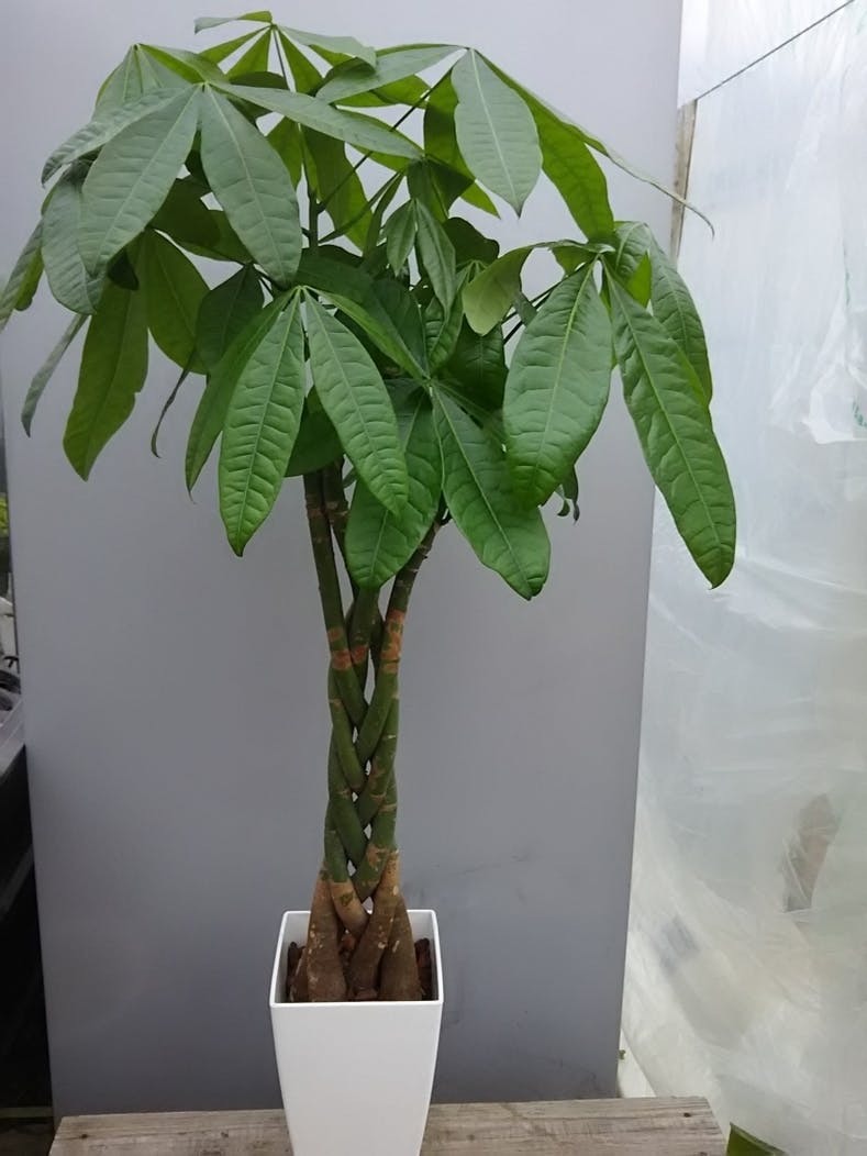 生産農家だから知る 観葉植物 の魅力をみなさまへ届けたい Campfire キャンプファイヤー 生産農家だから知る 観葉植物 の魅力をみなさまへ届けたい Campfire キャンプファイヤー