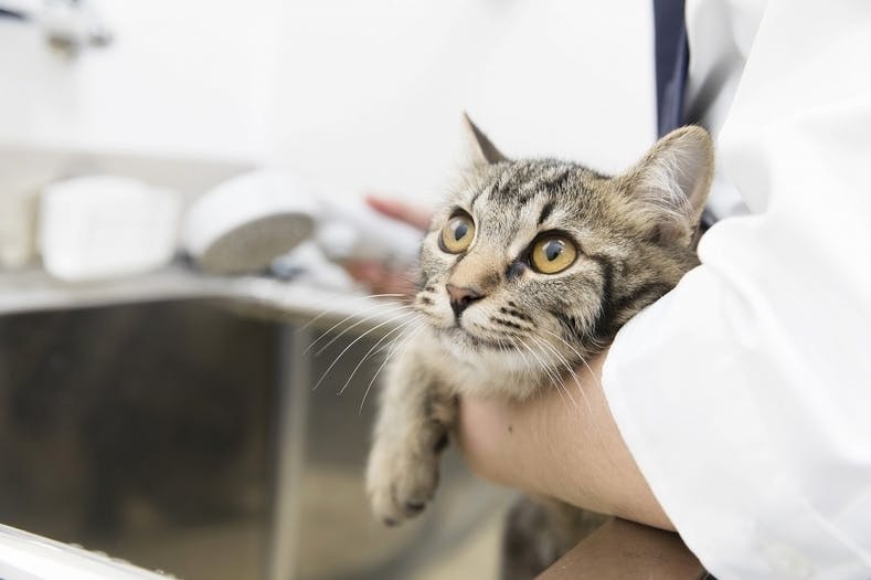 寄付に頼らない里親探し型猫カフェでたくさんの人と猫を救いたい 