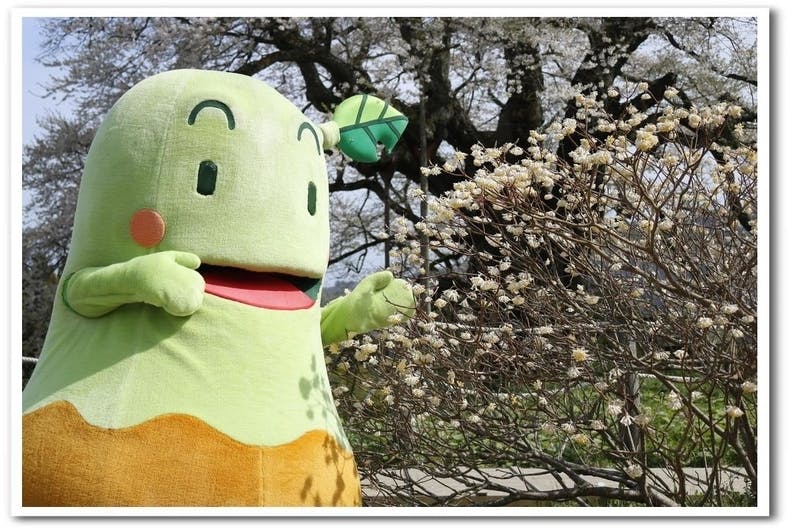 日本一の三椏 みつまた の郷を再興したい Campfire キャンプファイヤー 日本一の三椏 みつまた の郷を再興したい Campfire キャンプファイヤー