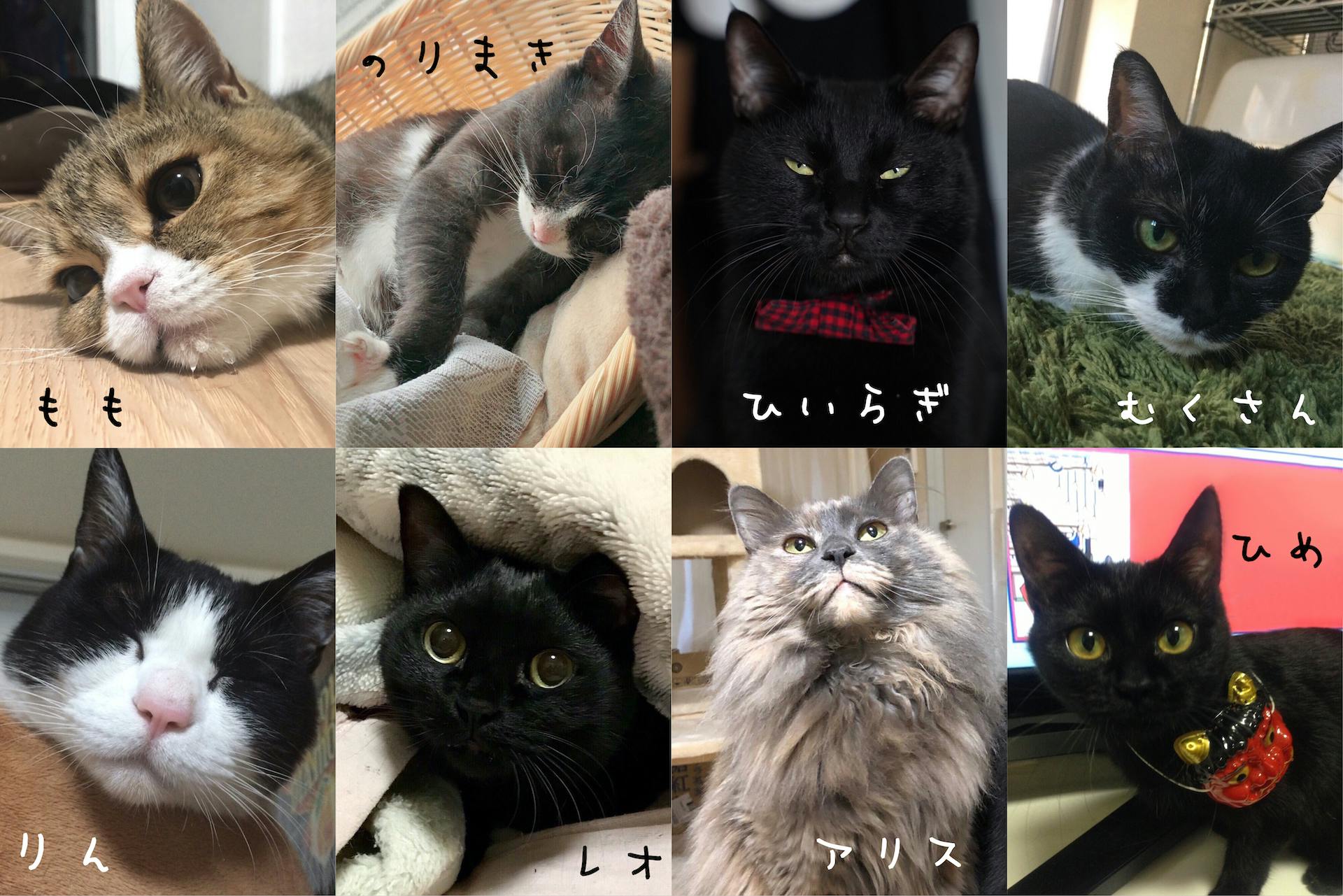 猫好きが集まるもつ鍋屋 筑前猫屋 応援プロジェクト Campfire キャンプファイヤー