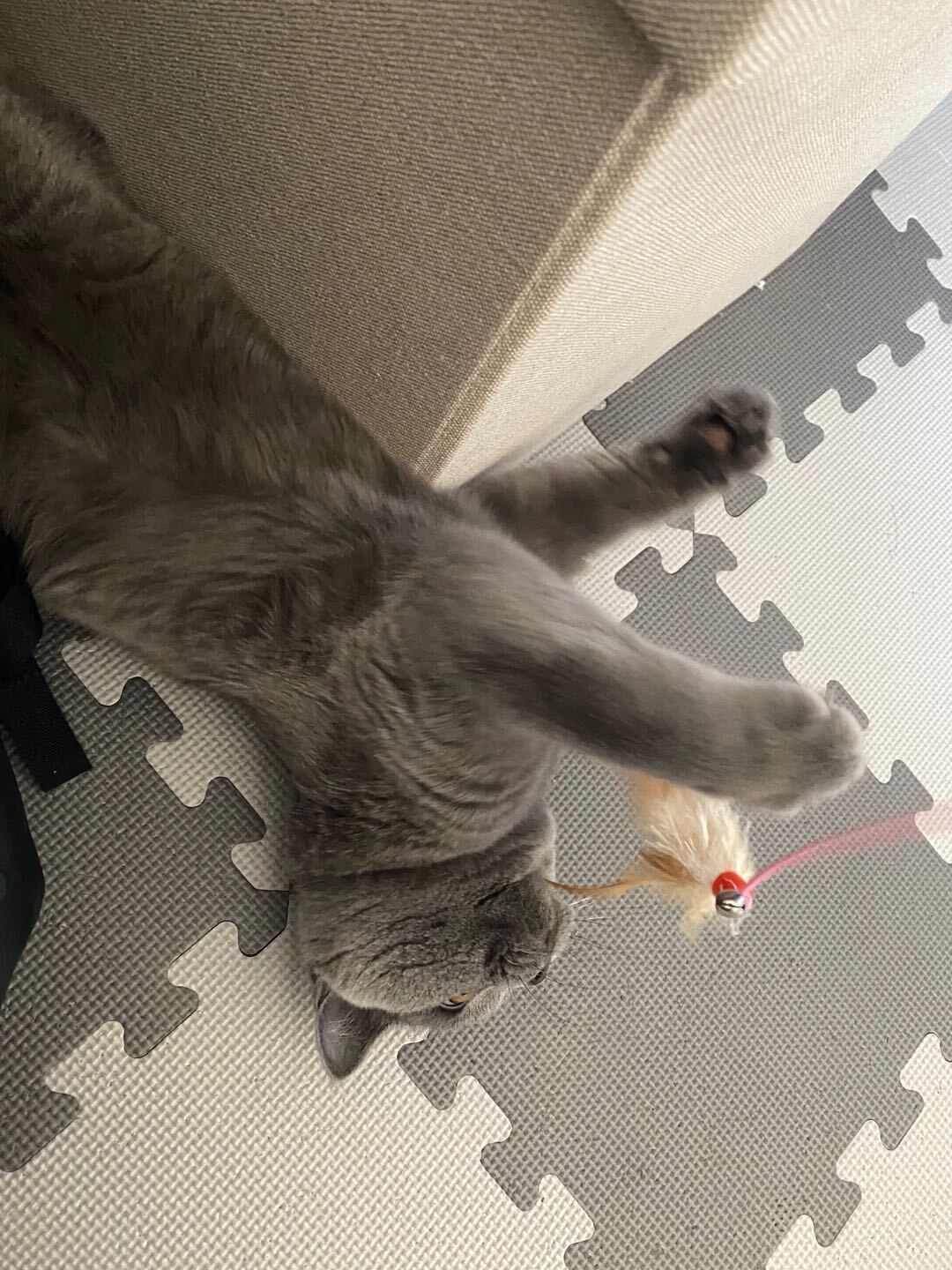 助けてください！猫伝染性腹膜炎(FIP)の治療費のご協力のお願い 