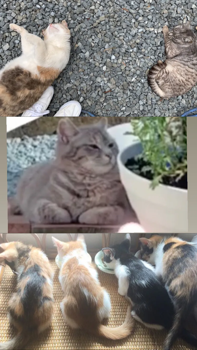 病気や怪我をしている猫に屋根のある暮らしを 個人で地域猫や保護猫活動をしています Campfire キャンプファイヤー 病気や怪我をしている猫に屋根のある暮らしを 個人で地域猫や保護猫活動をしています Campfire キャンプファイヤー