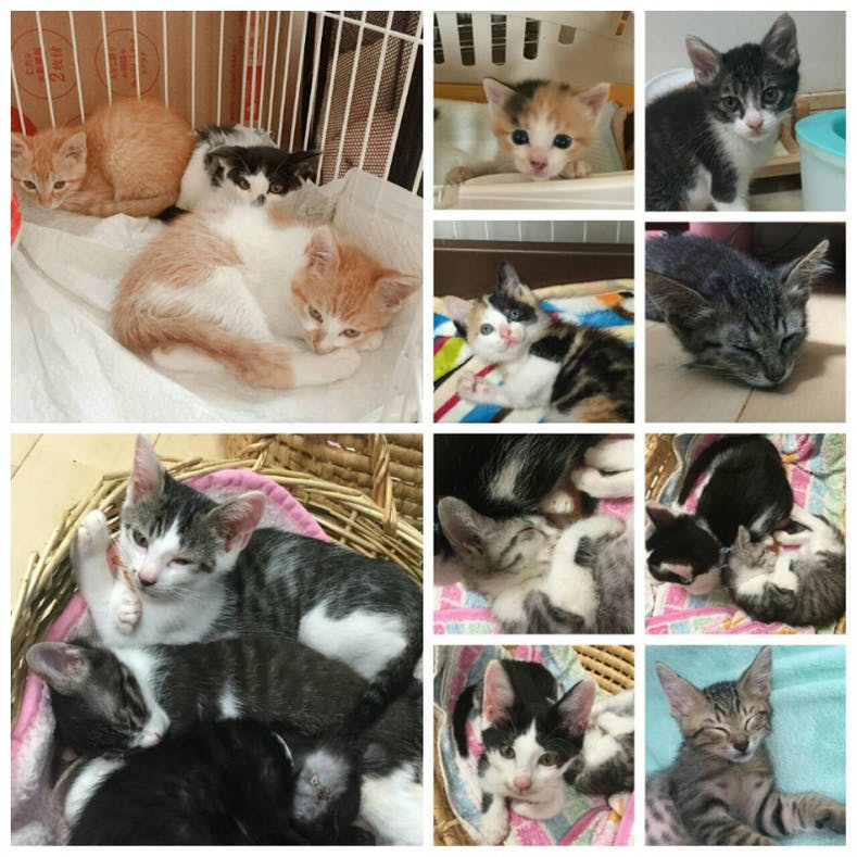 猫殺処分ゼロ継続!相模原保護動物専用病院&譲渡施設の設備を充実させ