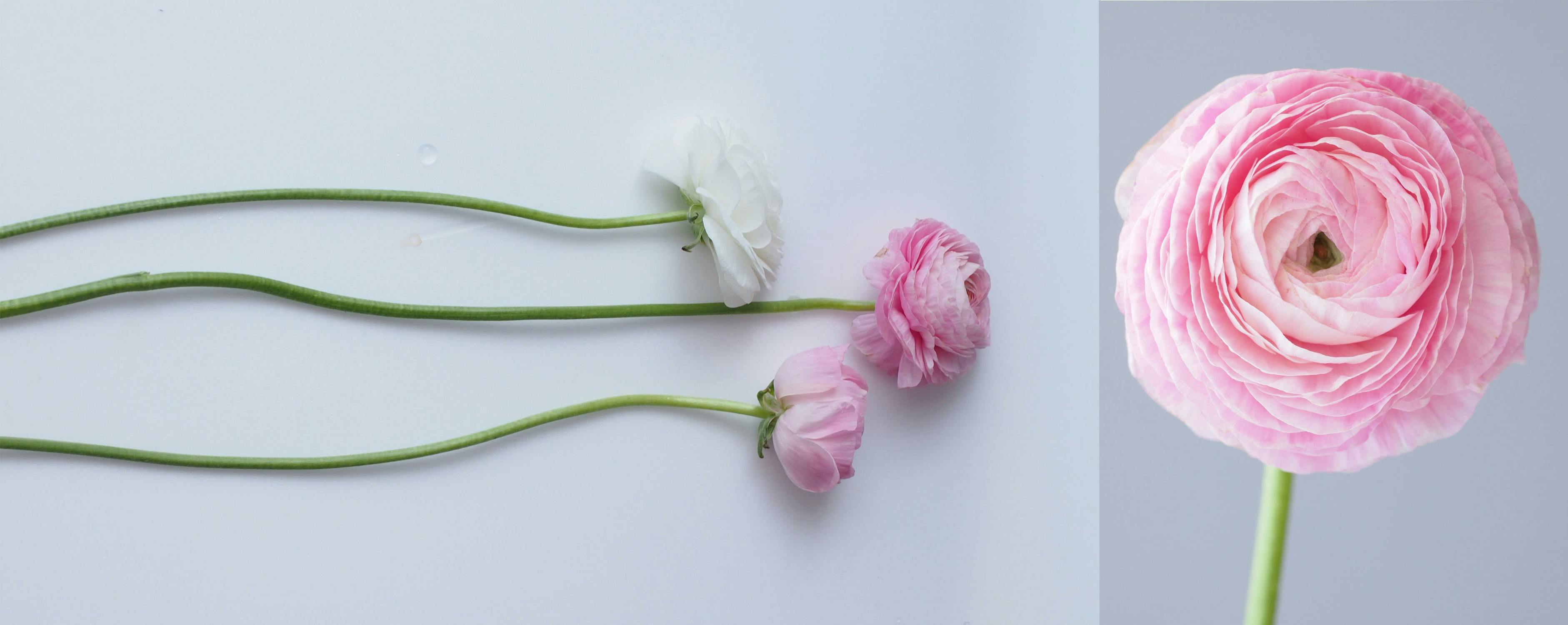 1本100円でお花が買える Hana To Me 花摘み を全国に広めたい Campfire キャンプファイヤー 1本100円でお花が買える Hana To Me 花摘み を全国に広めたい Campfire キャンプファイヤー