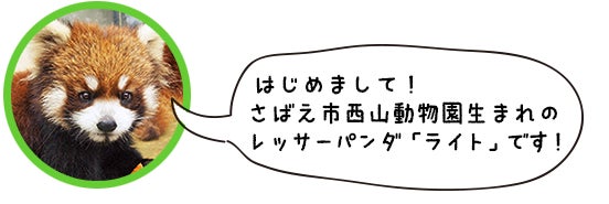 はじめまして。鯖江市西山動物園生まれのレッサーパンダ「ライト」です！
