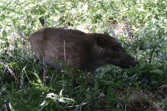獣害被害から特産品へ 石川発イノシシプロジェクト Campfire キャンプファイヤー 獣害被害から特産品へ 石川発イノシシプロジェクト Campfire キャンプファイヤー