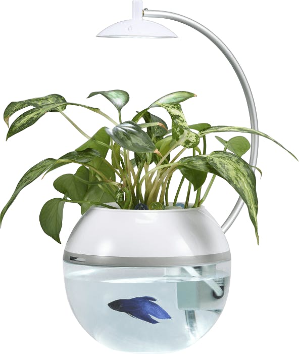 即納 大特価 送料無料 水替え不要水槽 観賞魚と観葉植物がいっぺんに楽しめて 面倒な水替えが不要 ビオアクア 金魚や熱帯魚の水槽 にピッタリ 観葉植物が水をキレイにします 基本水槽と照明 スチールカバーセット 30型 25ｌ フィルター ポンプ ろ材