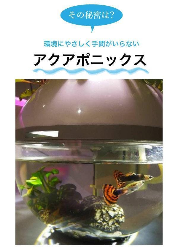 即納 大特価 送料無料 水替え不要水槽 観賞魚と観葉植物がいっぺんに楽しめて 面倒な水替えが不要 ビオアクア 金魚や熱帯魚の水槽にピッタリ 観葉植物が水をキレイにします 基本水槽と照明 スチールカバーセット 30型 25ｌ フィルター ポンプ ろ材