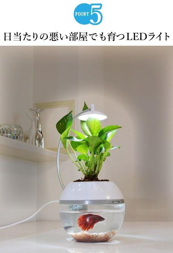 間接照明に 生命 を 植物と魚を育成できるledライト 水換えお手入れ超簡単 Campfire キャンプファイヤー 間接照明に 生命 を 植物と魚を育成できるledライト 水換えお手入れ超簡単 Campfire キャンプファイヤー