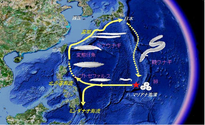 浜名湖発 ニホンウナギ資源回復プロジェクト Campfire キャンプファイヤー