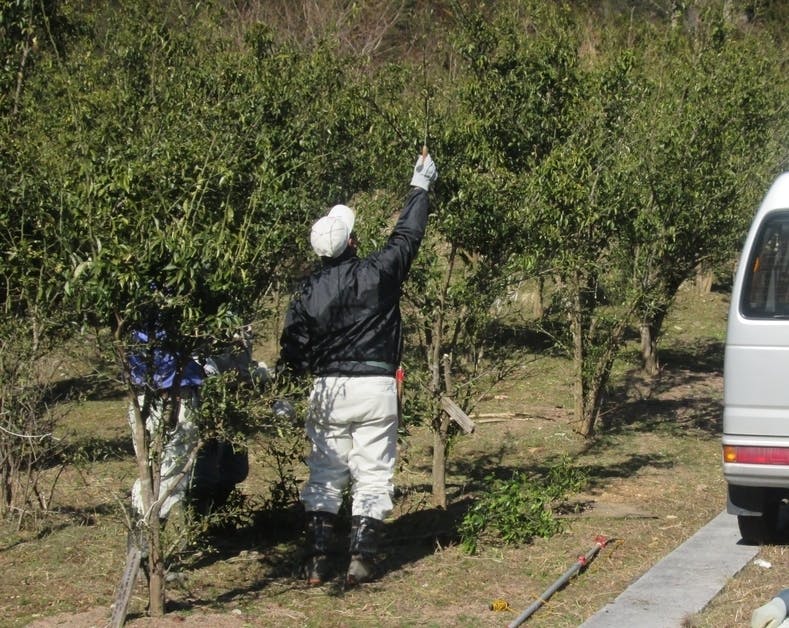 岐阜県関市上之保を ゆずの里 にしたい ゆずの苗木一口オーナー募集 Campfire キャンプファイヤー